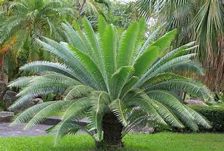 Cycas brachyantha